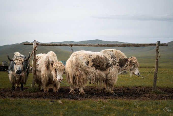 Mongolian livestock